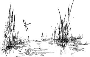 The Water Boatman The Water Boatman
