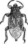 The Giant Water Bug The Giant Water Bug