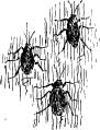 The Giant Water Bug The Giant Water Bug