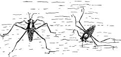 The Airy Water Striders The Airy Water Striders