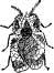 The Well Dressed Lace Bug The Well Dressed Lace Bug