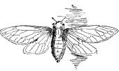 Friend Cicada Friend Cicada
