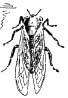 Friend Cicada Friend Cicada