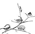 Pretty Leaf Hoppers Pretty Leaf Hoppers