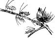 The Aphids The Aphids