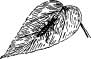 Fairy Lacewing Fairy Lacewing