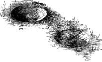 The Ant Lion The Ant Lion