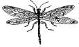 The Ant Lion The Ant Lion