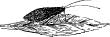 The Little Caddice Flies The Little Caddice Flies