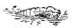 The Little Caddice Flies The Little Caddice Flies