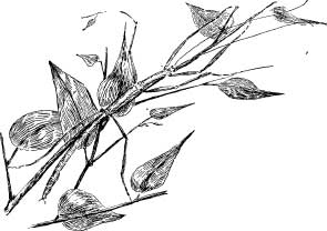 The Little Caddice Flies The Little Caddice Flies