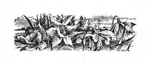 Chapter header Chapter header