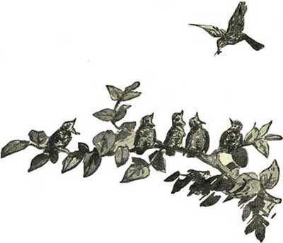 THE WREN THE WREN