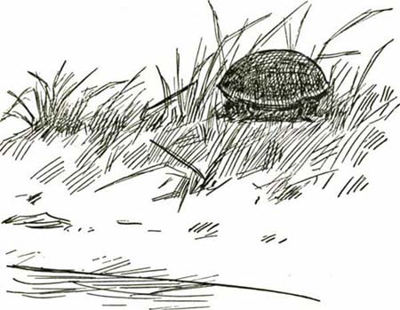 THE TERRAPIN THE TERRAPIN
