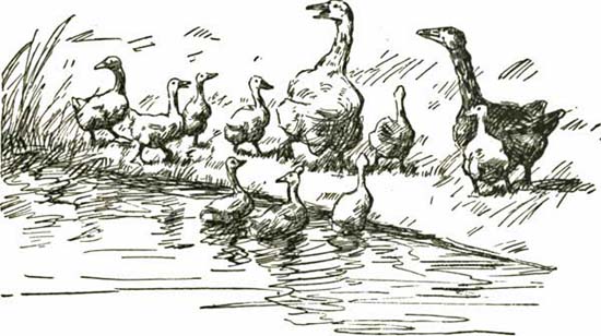 GOSLINGS GOSLINGS