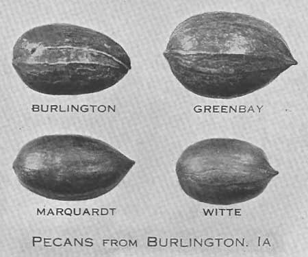 Pecans Pecans