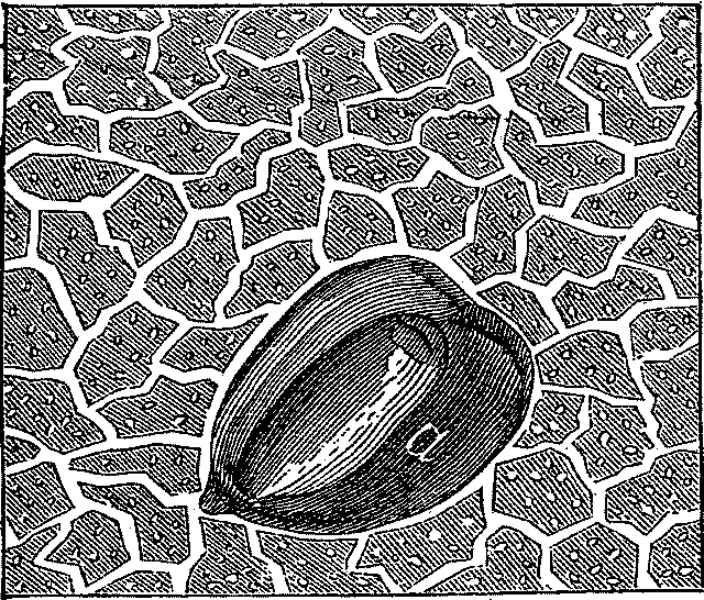 Fig. 1 - A DRY SOIL. Illustration: Fig. 1 - A DRY SOIL.