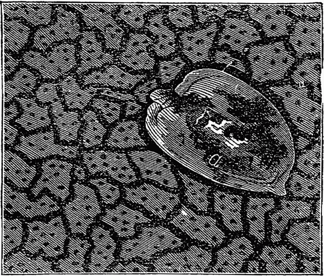 Fig. 2 - A WET SOIL. Illustration: Fig. 2 - A WET SOIL.