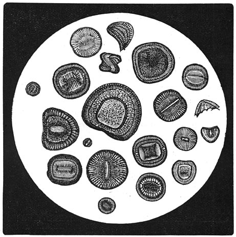 Fig. 37. Verschillende vormen van Diatome&euml;n.