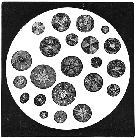 Fig. 38. Verschillende vormen van Diatome&euml;n.