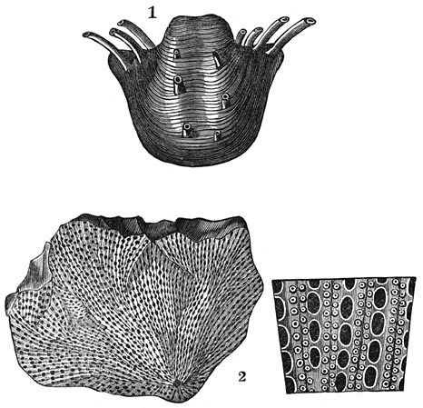 Fig. 183. Weekdieren uit de permische periode. 1. Productus horridus.&mdash;2. Fenestella retiformis, met een vergroot stuk.