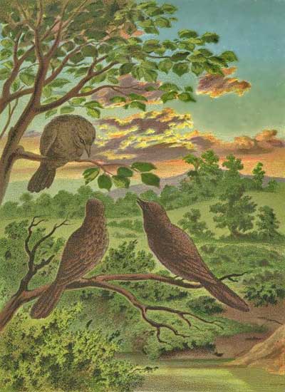 birdtalk birdtalk