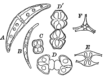 Fig.&nbsp;20.