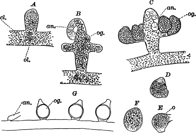 Fig.&nbsp;21.