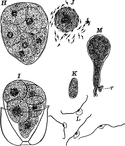 Fig.&nbsp;27.