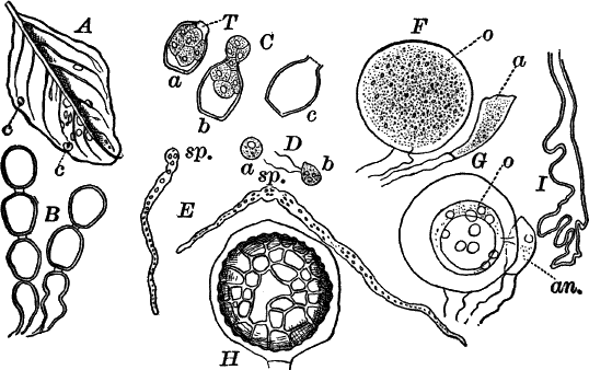 Fig.&nbsp;33.