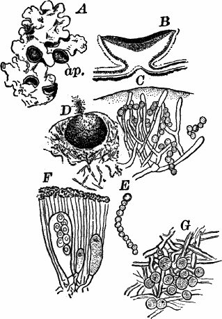 Fig.&nbsp;44.