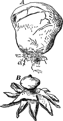 Fig.&nbsp;49.