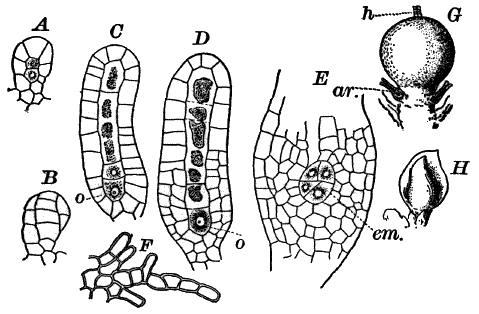 Fig.&nbsp;54.