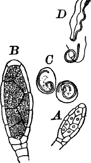Fig.&nbsp;60.