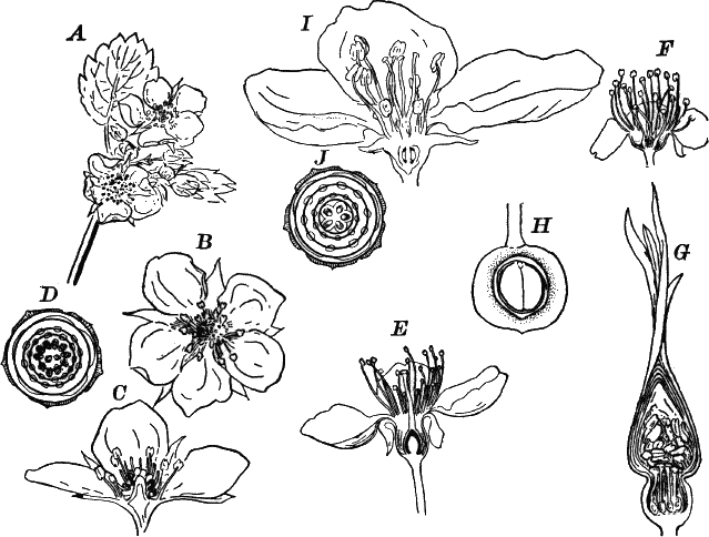 Fig.&nbsp;114.
