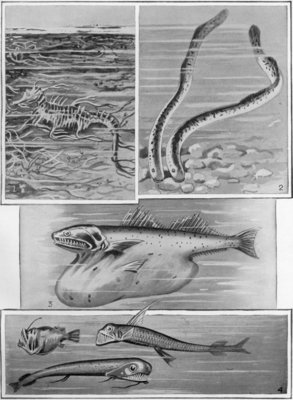 THE DEEP-SEA FISH