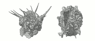 Fig. 2.

The cocoons of Larinus maculatus, called in Turkish Tr&eacute;hala.