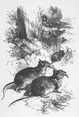 LEADING THE BLIND RAT i005