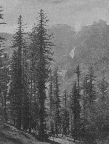 Fig. 21. Firs in Him&aacute;laya.