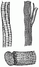Muscle fibres highly magnified Bundle of fibres. Tubes of one fibre. Proper carving of fibres—across
the grain. Muscle fibres highly magnified Bundle of fibres. Tubes of one fibre. Proper carving of fibres—across
the grain.