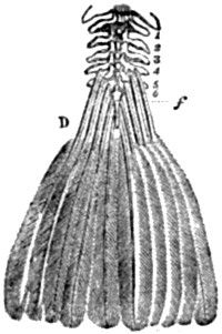 Fig. 72.&mdash;Tail of modern Bird.