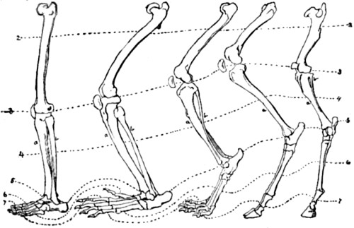 Posterior limb of Man, Monkey, Dog, Sheep and
Horse.