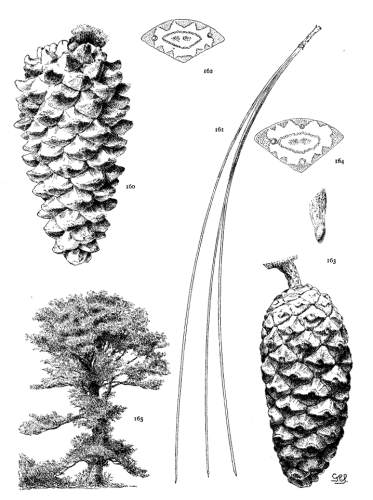 PLATE XVII. P. LONGIFOLIA (160-162), CANARIENSIS
(163-165)