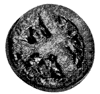 FIG. 4&mdash;THREE-CELLED TOMATO