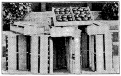FIG. 30&mdash;GREENHOUSE TOMATOES PACKED FOR MARKET (By courtesy Ohio Experiment Station)