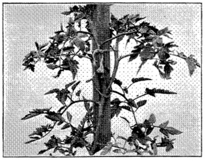 FIG. 31&mdash;BUCKEYE STATE, SHOWING LONG NODES AND DISTANCE BETWEEN FRUIT CLUSTERS