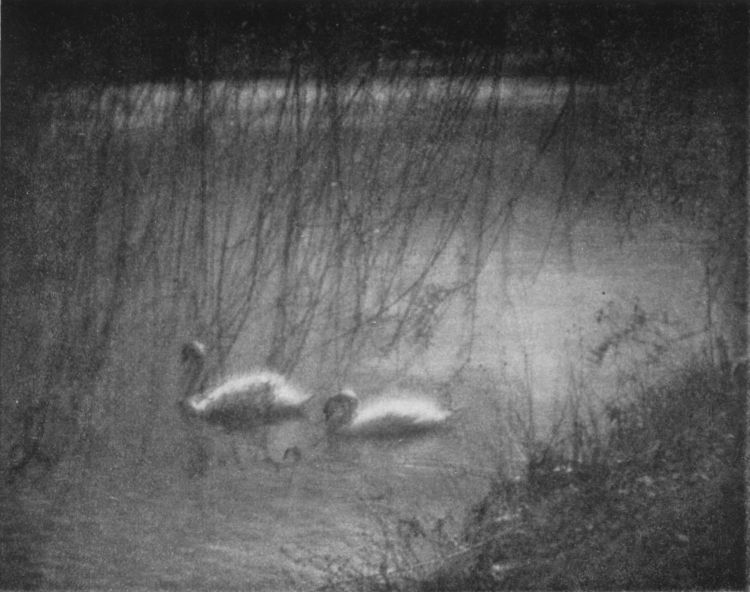 SWANSBy G. Houson Payne, Jr., Baltimore, Md. SWANS, By G. Houson Payne, Jr., Baltimore, Md.