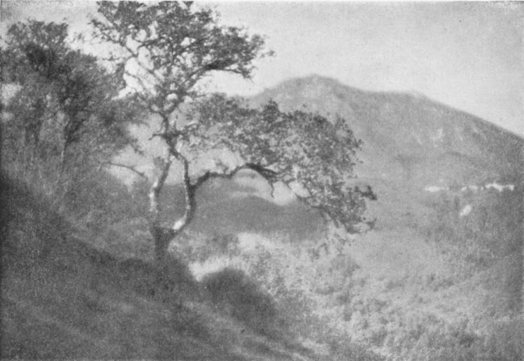 TOWARD TAMALPAISBy W. H. Stephens, San Franciso, Cal. TOWARD TAMALPAIS, By W. H. Stephens, San Franciso, Cal.