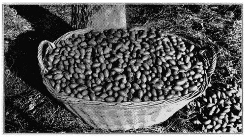 Pecan Nuts&mdash;uniform in size, color and shape. Variety,
Curtis.