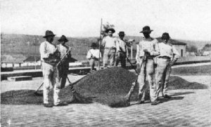 Working Coffee on Drying Flats, S&atilde;o Paulo